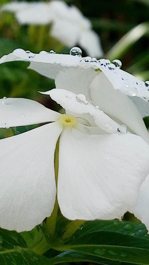 Ti Coin De Paradis Ylang Ylang Le Diamant Esterno foto